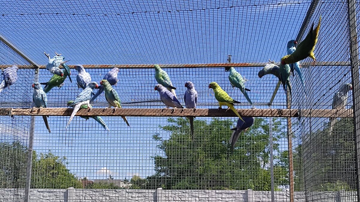 Alexandre malé 03/2025 - 3