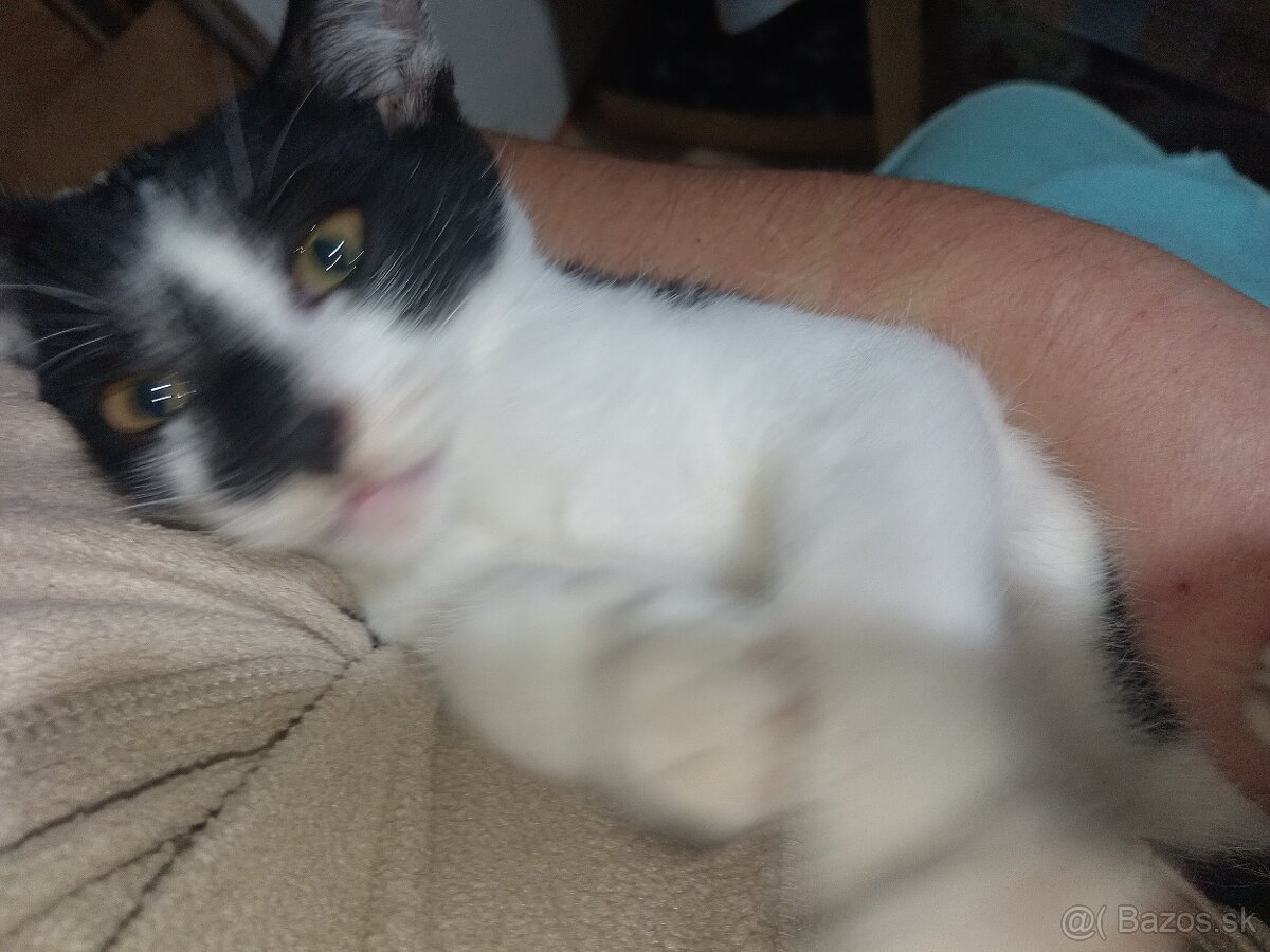 Darujeme mačiatka - 3