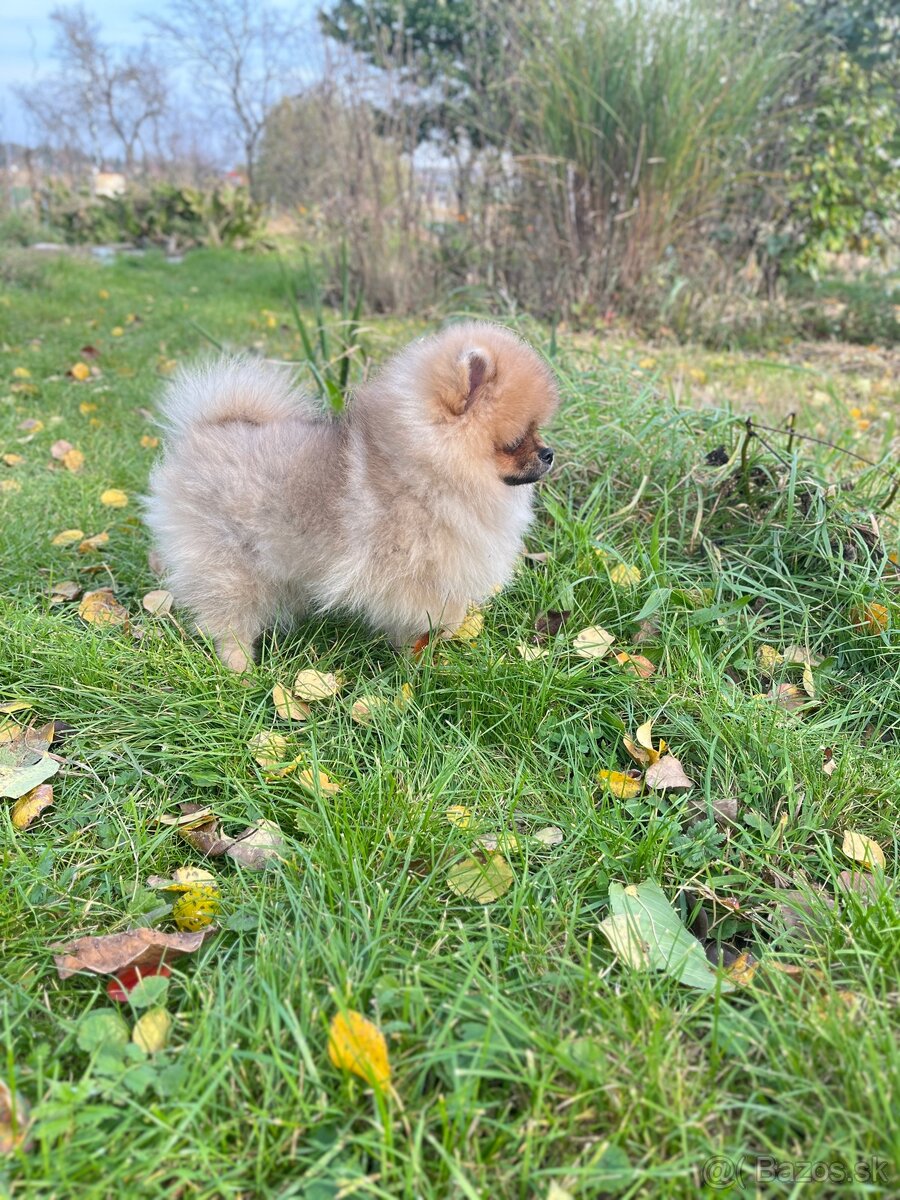Pomeranian s PP - 3