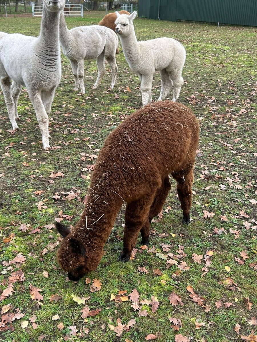Alpaka+mlady samec - 3