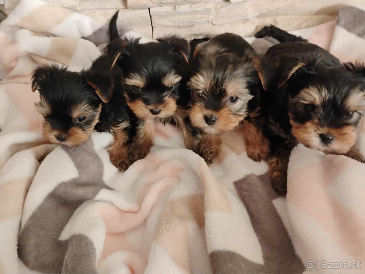 Yorkshirsky teriér mini - 3