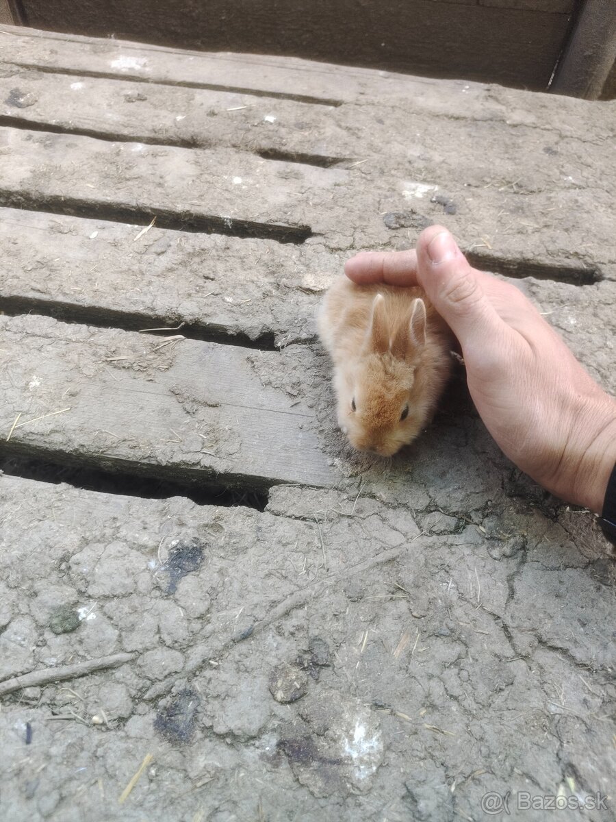 Predám zakrslych zajačikov - 3