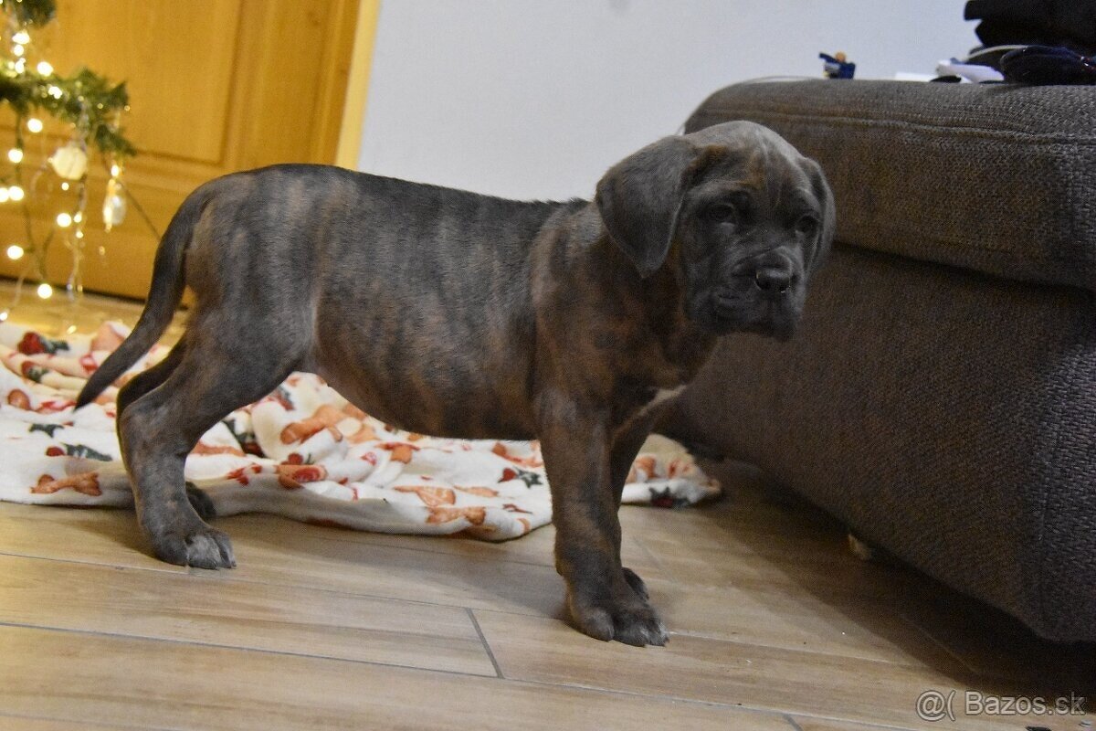 Štěňátka Cane Corso - 3