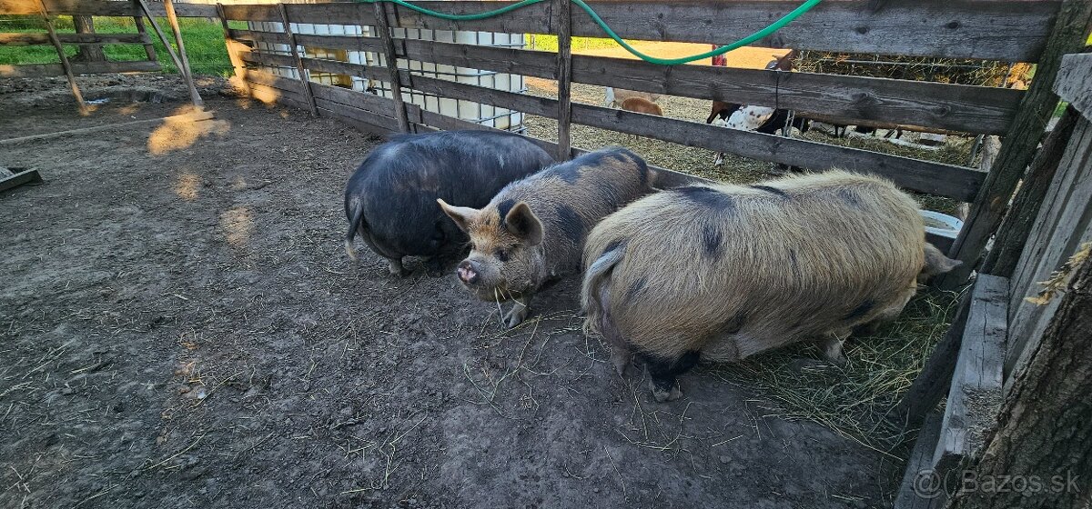 Predám Kune kune - 3