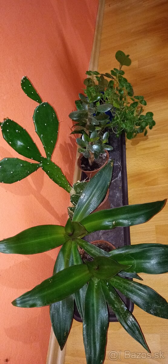 Mix izbových rastlín - 3