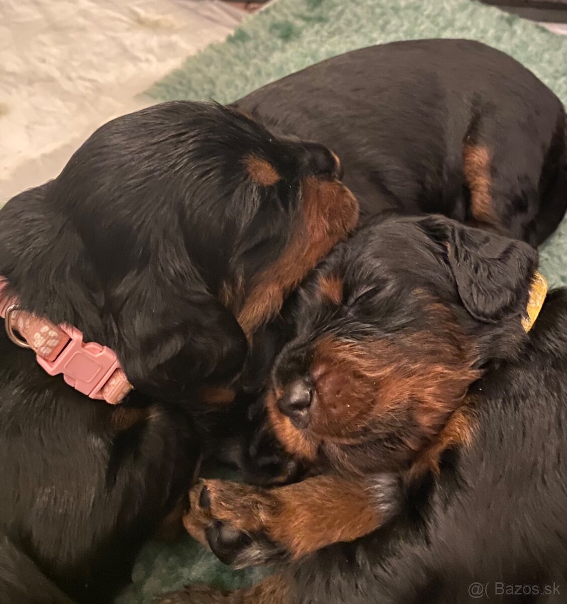 Gordon seter šteniatka s PP na predaj - 3