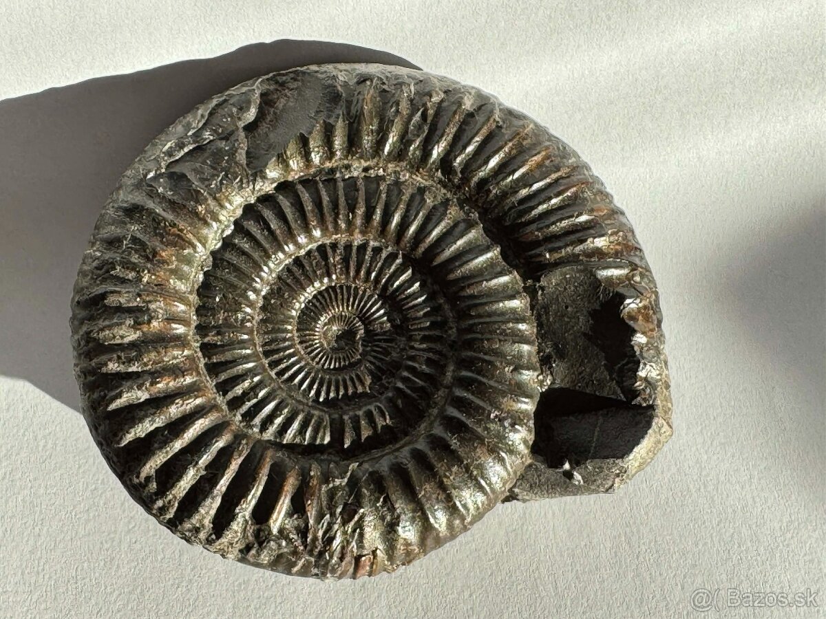 Predám peknú originálnu fosíliu amonita z obdobia jury - 3