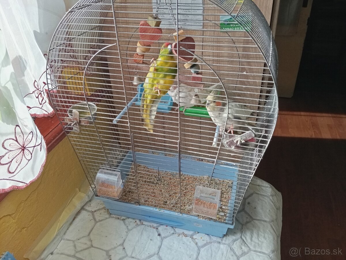 Korely chochlate - 3