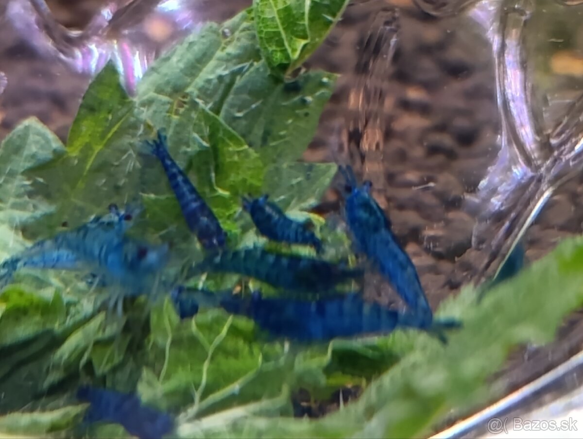 Krevetky blue topaz - 3