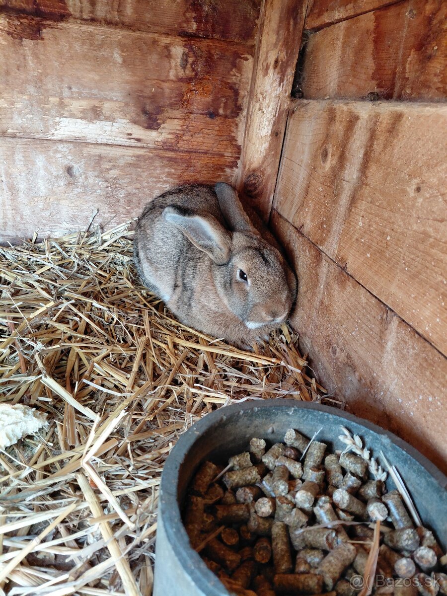 Predám králiky - 3