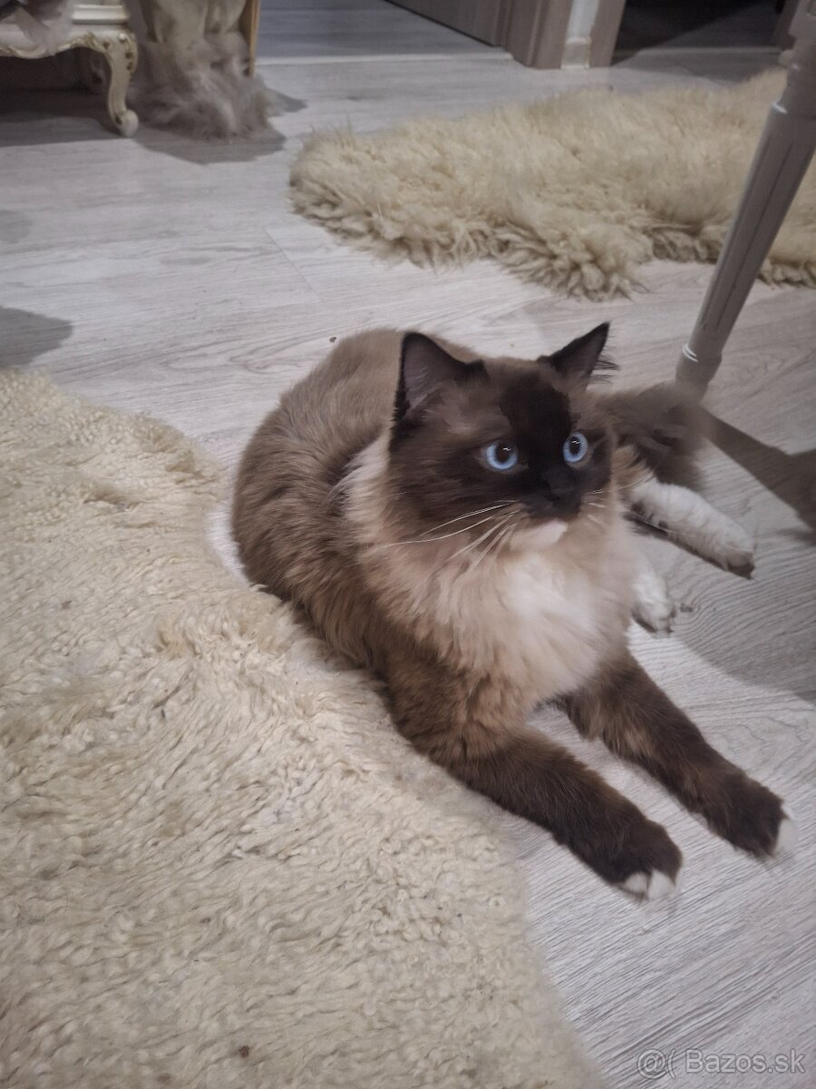 Ragdoll - 3