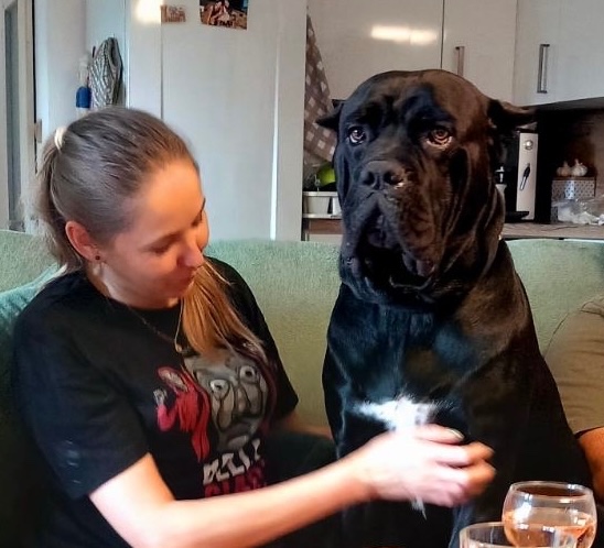 Pes na krytie Cane Corso 3 ročný - 3