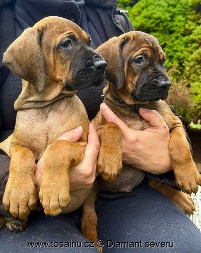 Tosa inu - krásná štěňátka s PP - 3