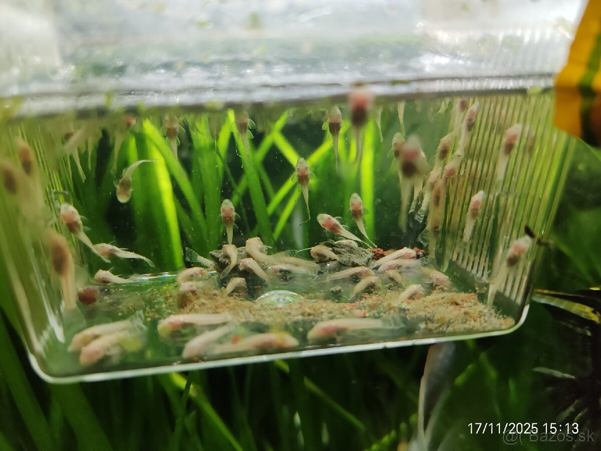 Albín prisavník - 3