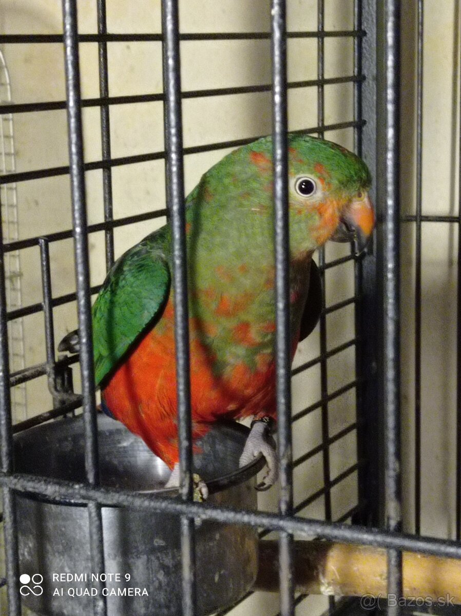 Papagáj kráľovský - 3