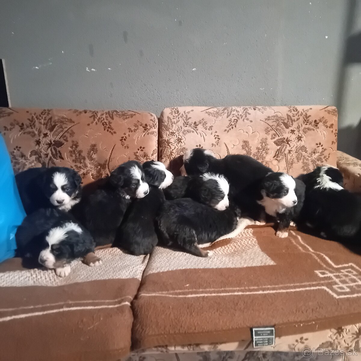 Bernsky salašnícky pes - 3