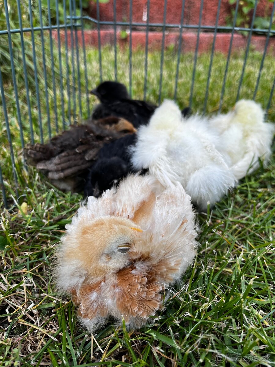 Kohút hodvábničky - 3