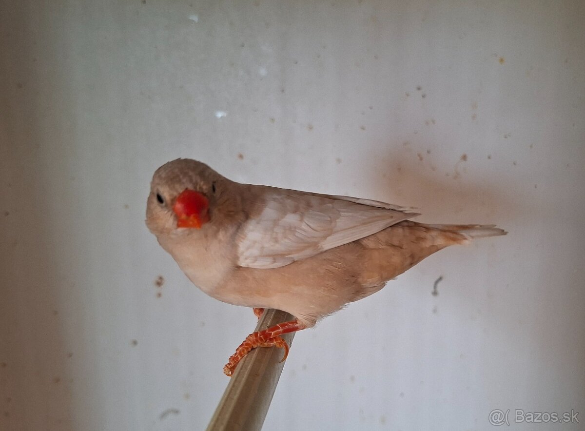 Predám zebričku - 3