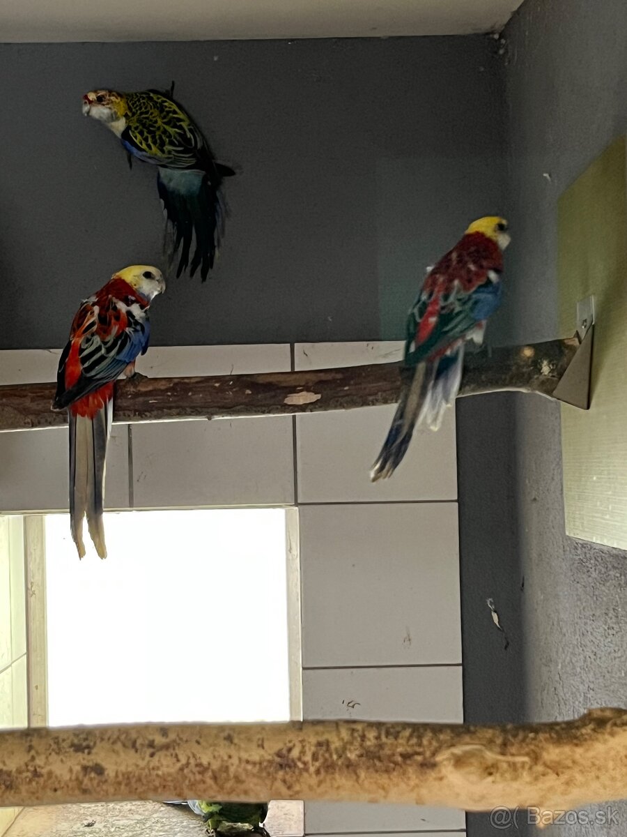 Predám samice rozela žltohlavá opalin - 3