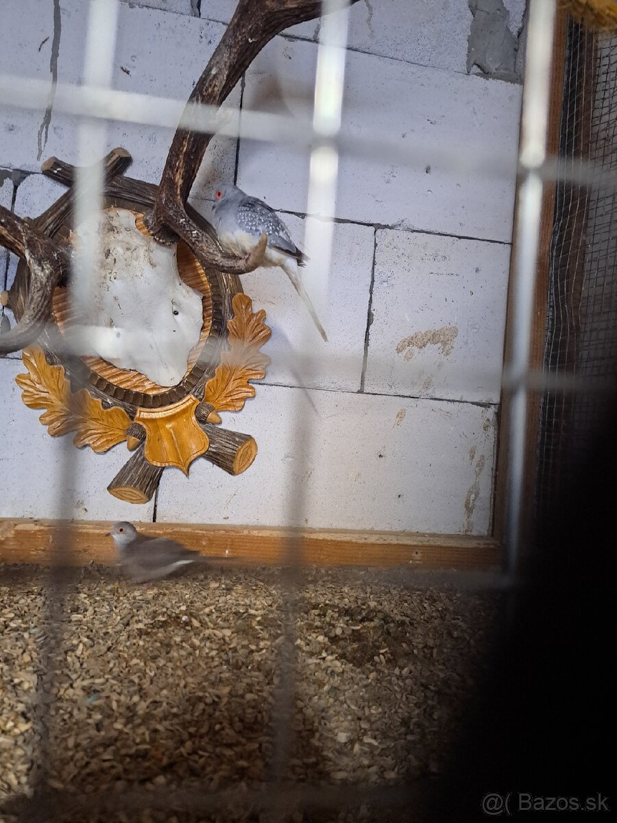 Holubky diamantové - 3