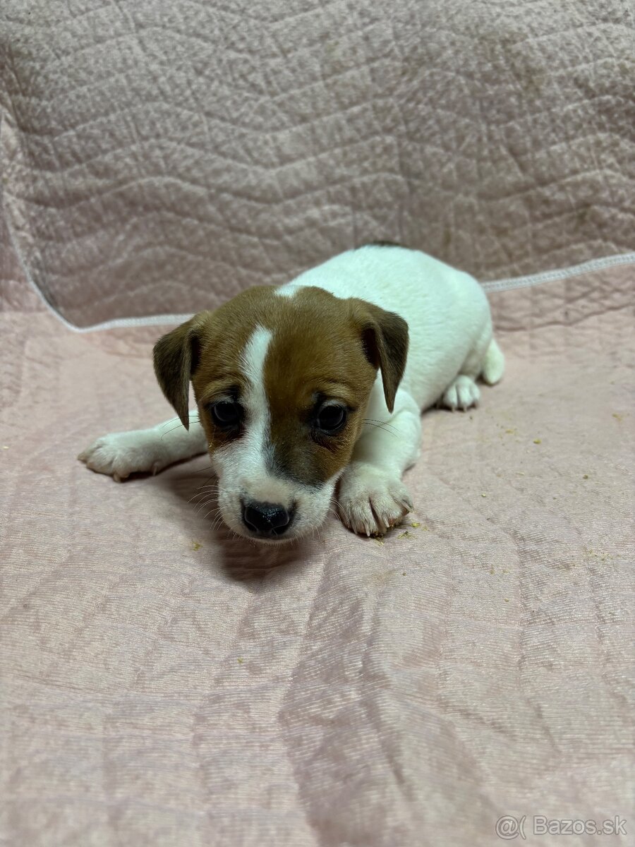 Jack russel terier - 3