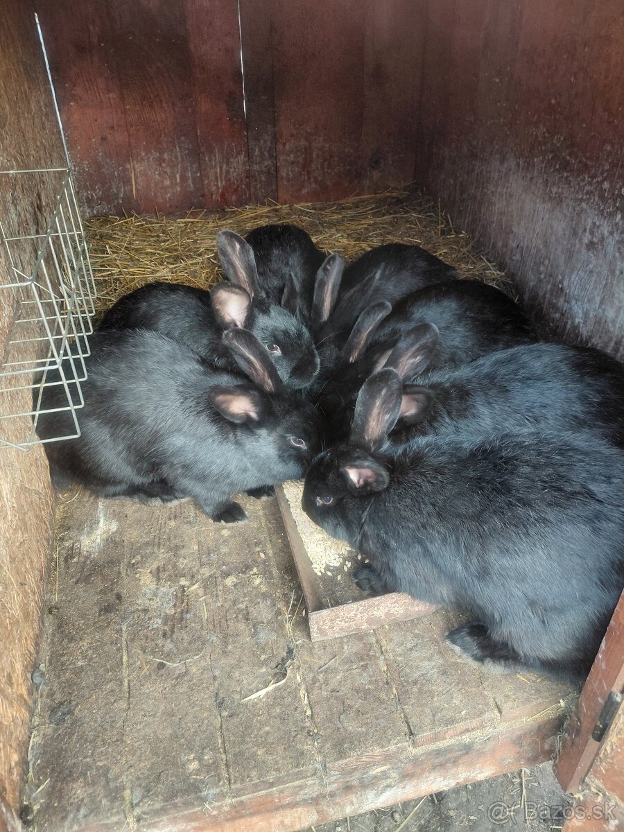 Králiky - 3