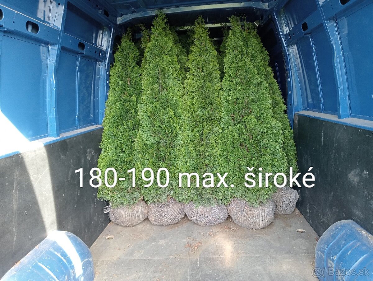 Tuja Smaragd, vavrínovec, červienka, gaštan - Žilina - 3