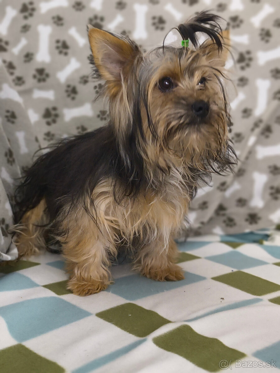 yorkshirsky teriér - yorki - biewer - 3