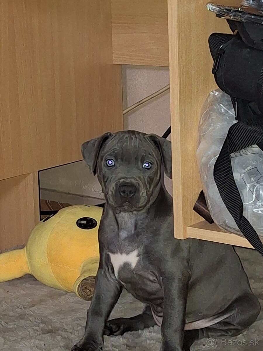 Predám šteniatko - 3