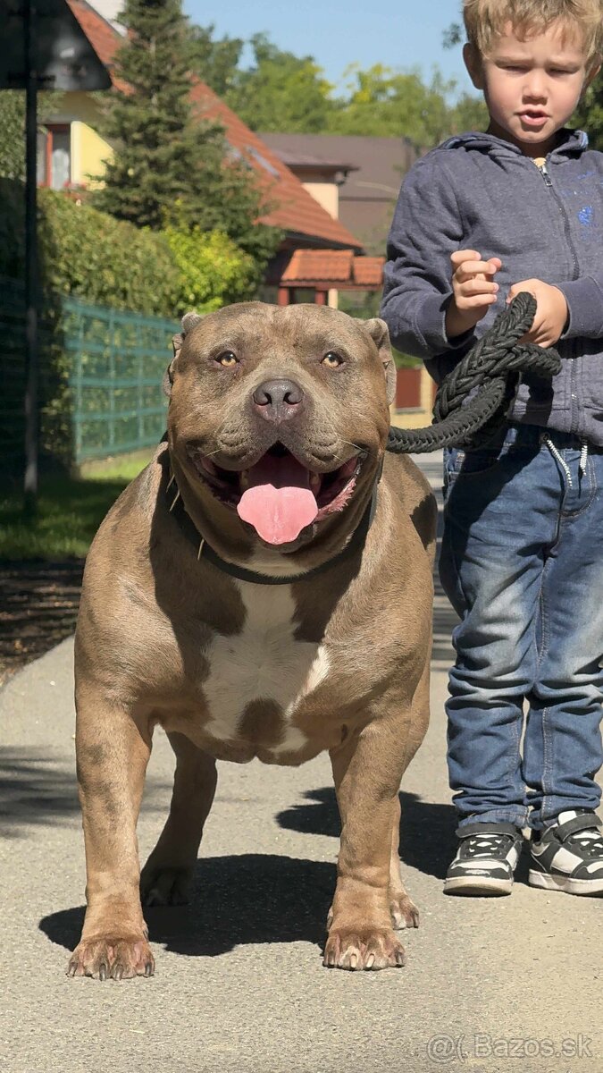 American bully xl - krycí pes - 3