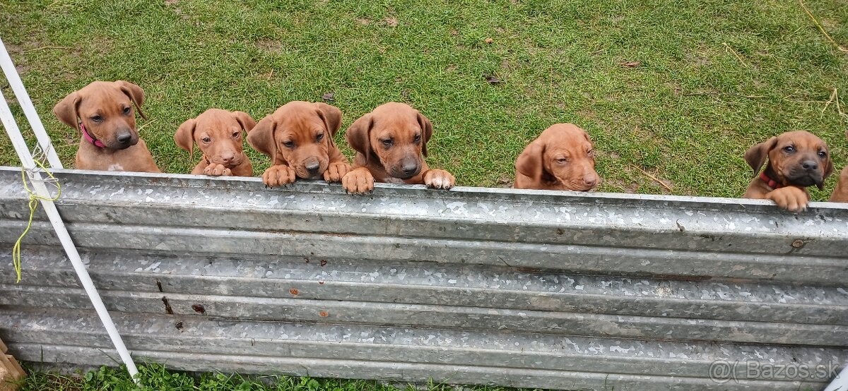 Rhodesian ridgeback - 3