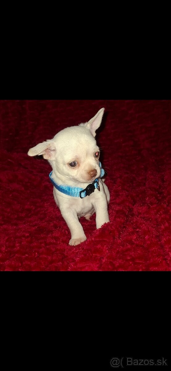 čivava šteniatka - 3