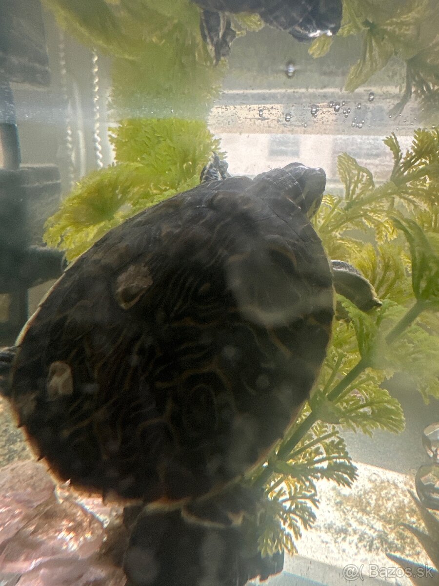 Predám korytnačky - 3