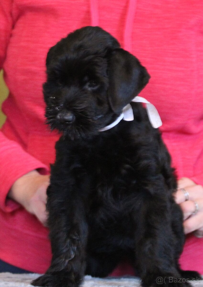 Bradáč veľký čierny s PP - 3