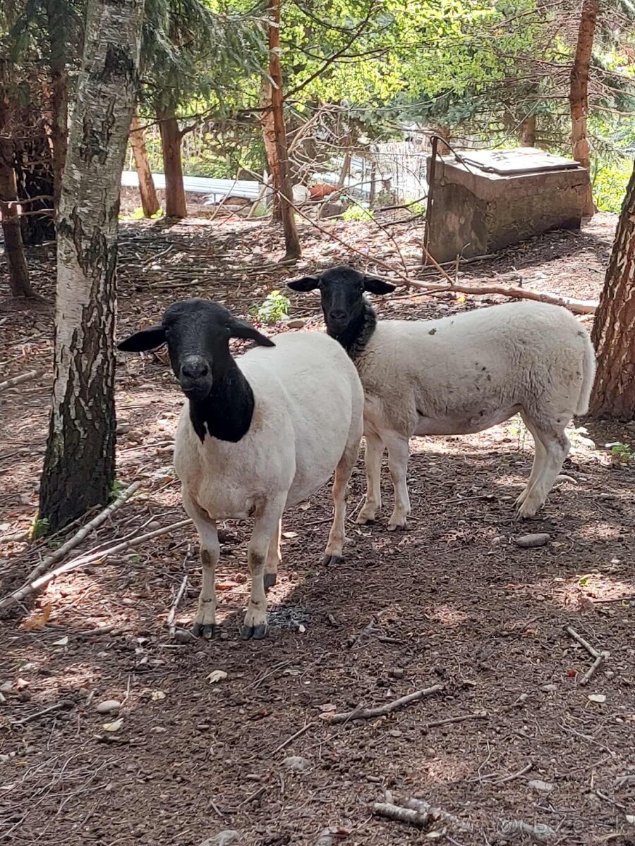 Holandska mini koza a baran Quessant - 3