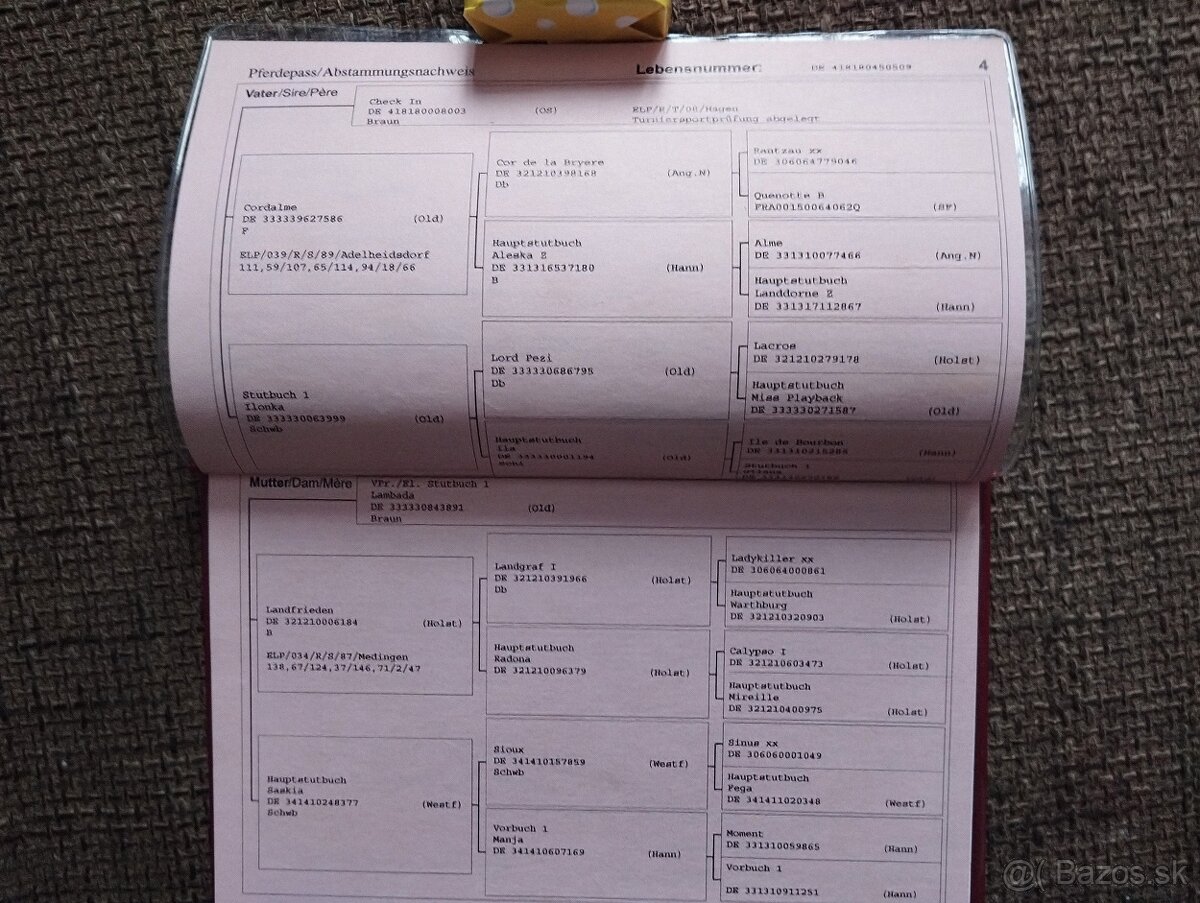 Predám Oldenburskú chovnú kobylu - 3