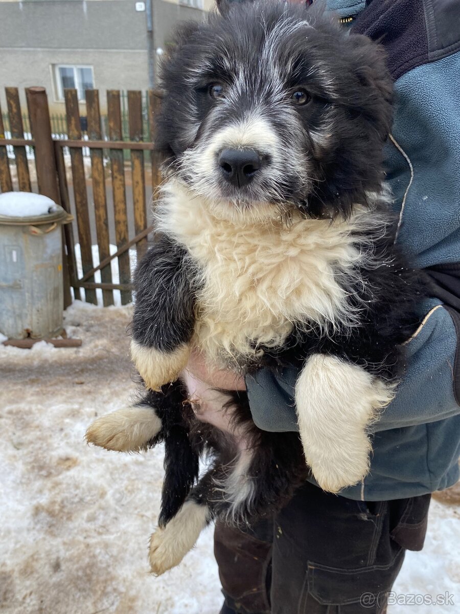 Šteniatko border kólie - 3