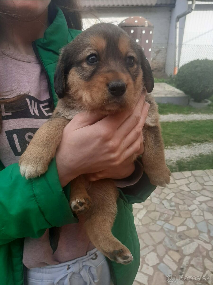 Predám šteniatko - 3