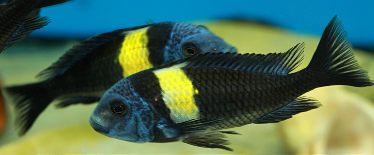 Tropheus moliro , maswa , lufubu - 3