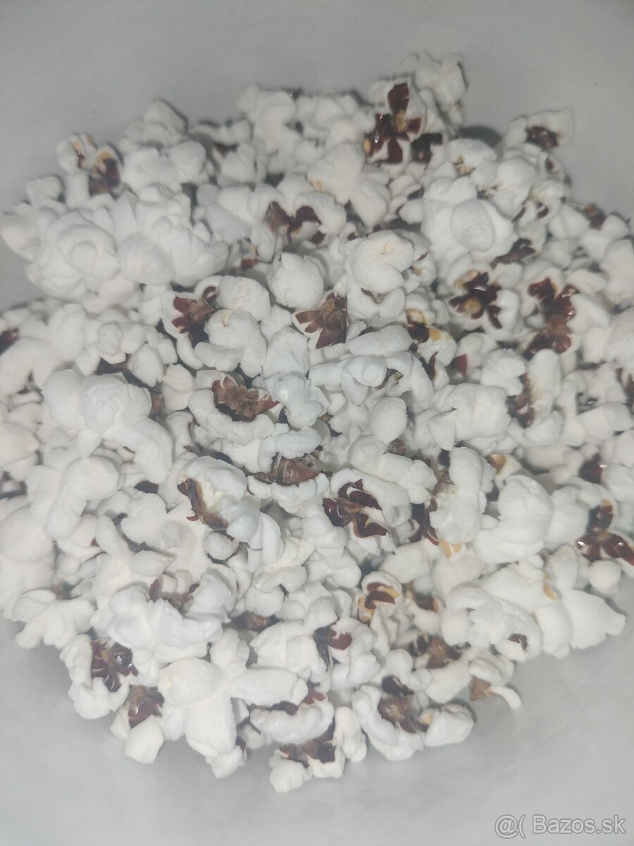 Semena pukancova kukurica - 3