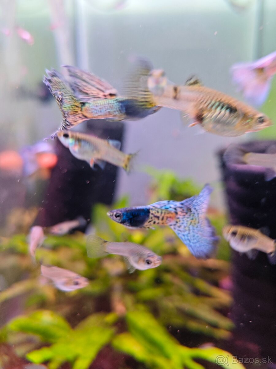 Metal body blue grass guppy, gupky, gubky - 3