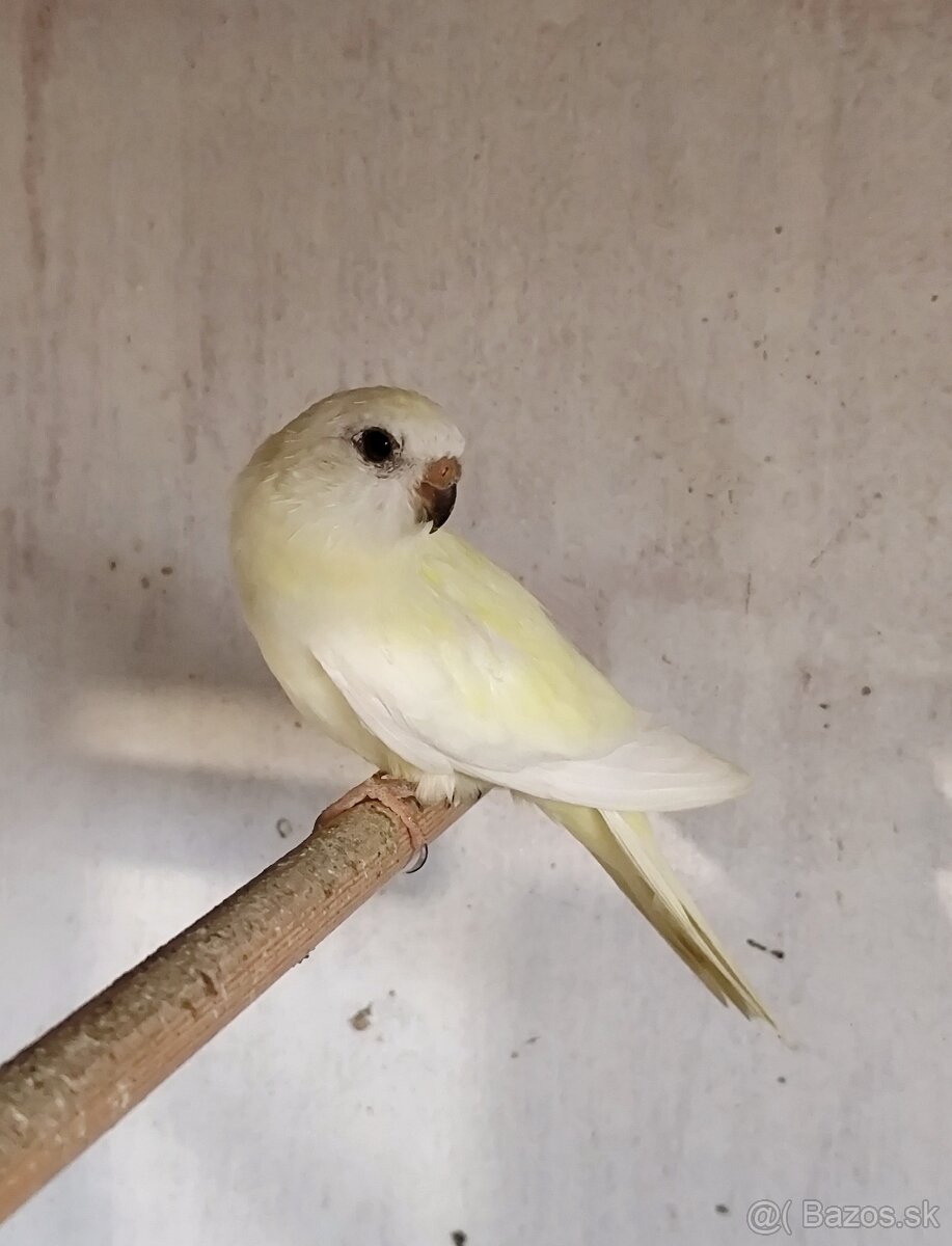 Neofema modrohlava - 3