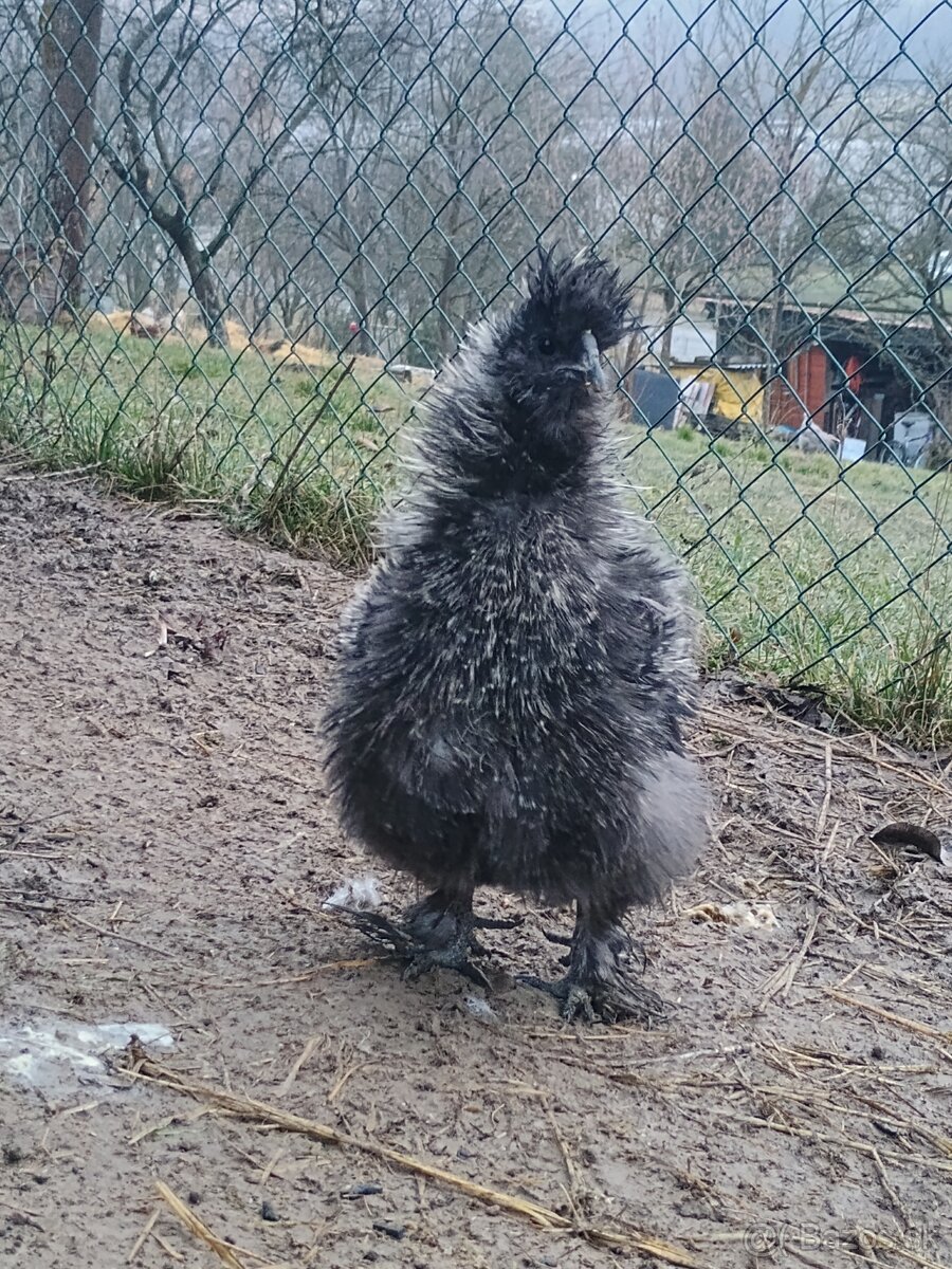 Kohút hodvábničky USA - 3