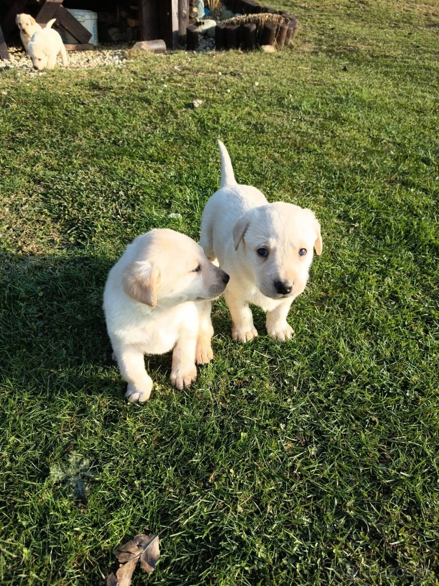 Ponúknite kupim - 3