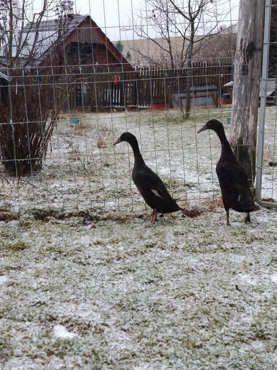 Indický bežec - kačice - 3