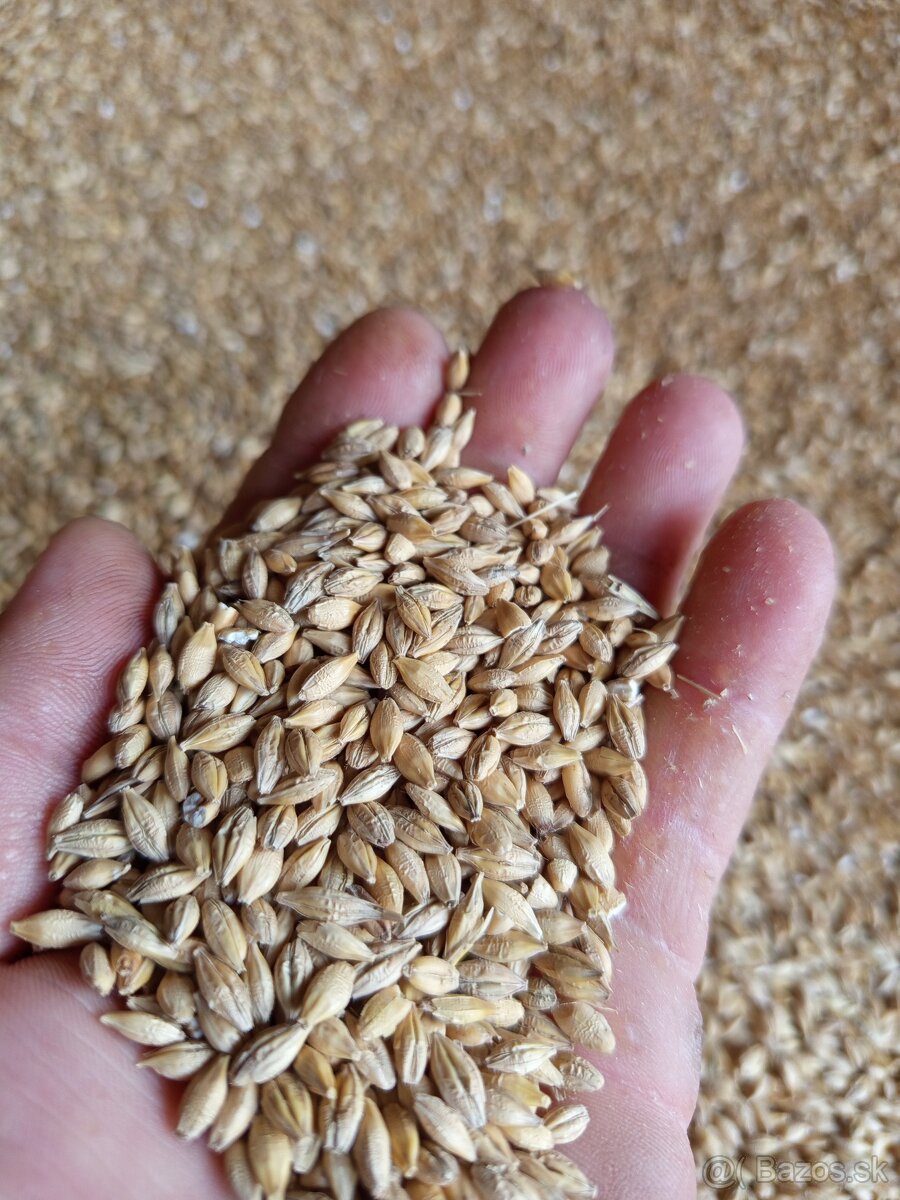Predám jačmeň jarný - 3