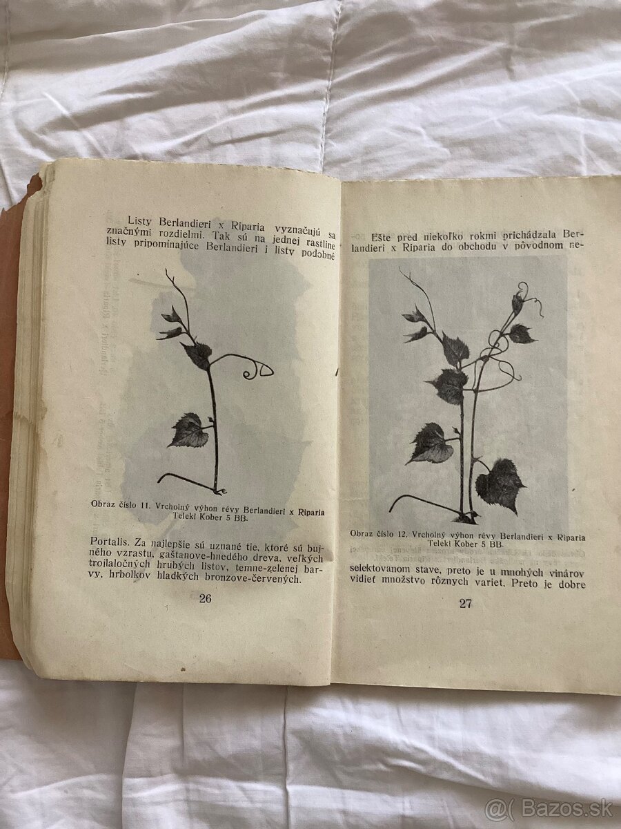 Vinohradníctvo 1926 - 3