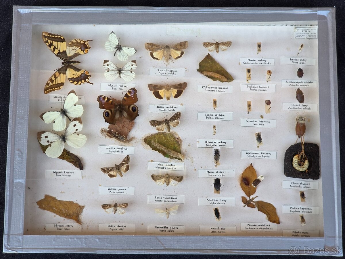 Predám zbierku motýľov - 3