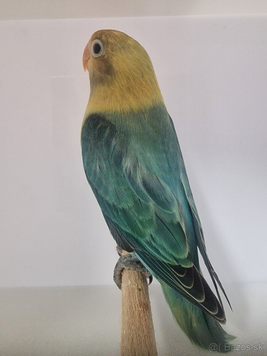 Agapornis fisher - 3