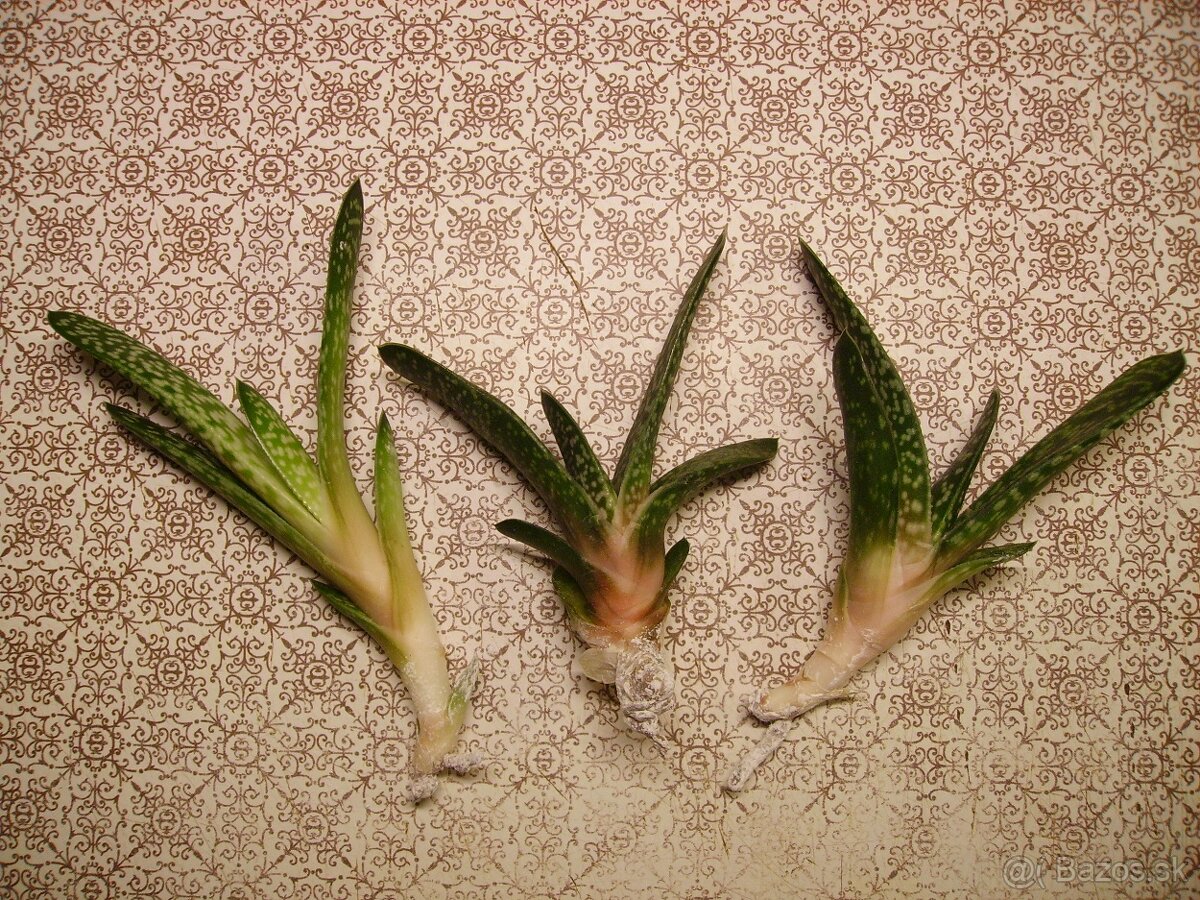 Gastéria bradavičnatá (sukulent) - mládnik - 3